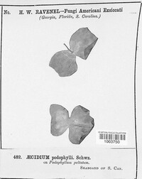 Aecidium podophylli image